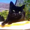 2007-10-14 Chatte sur une poubelle tiede_l.jpg